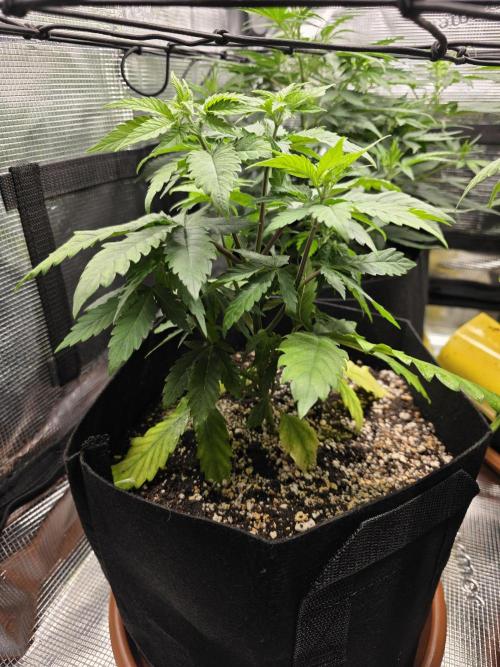 Royal domina & Purple queen. First grow. Week 8