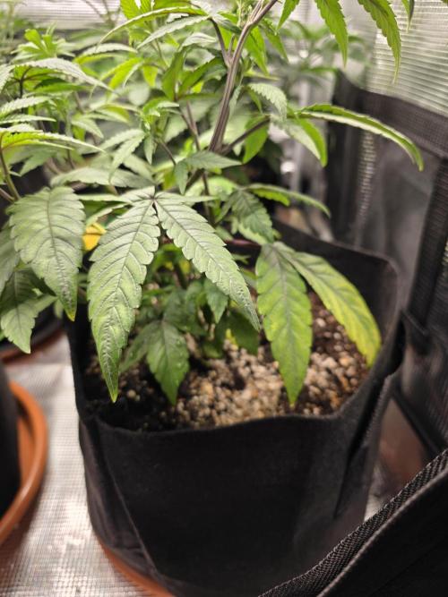 Royal domina & Purple queen. First grow. Week 8