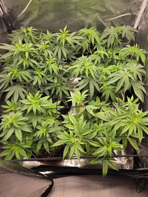 Royal domina & Purple queen. First grow. Week 9