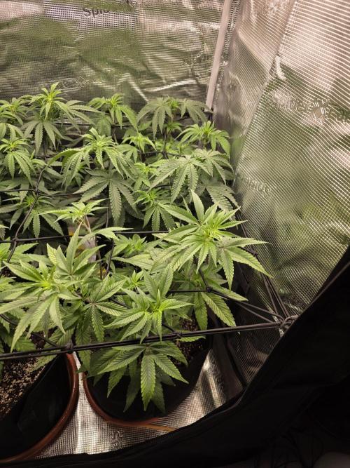 Royal domina & Purple queen. First grow. Week 9