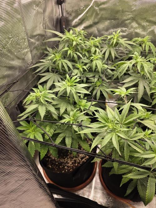 Royal domina & Purple queen. First grow. Week 9