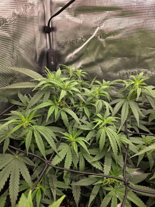 Royal domina & Purple queen. First grow. Week 9