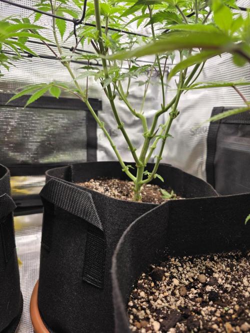 Royal domina & Purple queen. First grow. Week 9