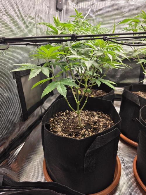 Royal domina & Purple queen. First grow. Week 9