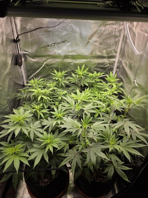 Royal domina & Purple queen. First grow. Week 10