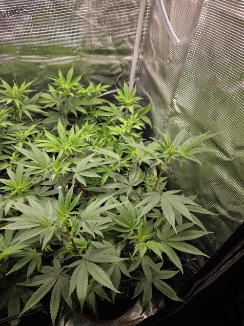 Royal domina & Purple queen. First grow. Week 10