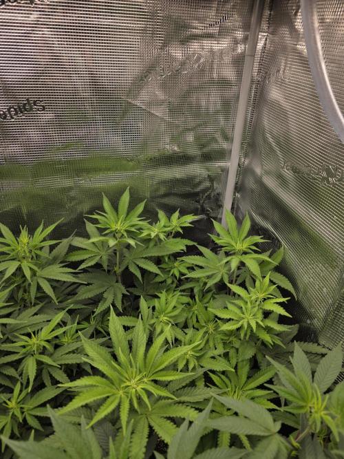 Royal domina & Purple queen. First grow. Week 10