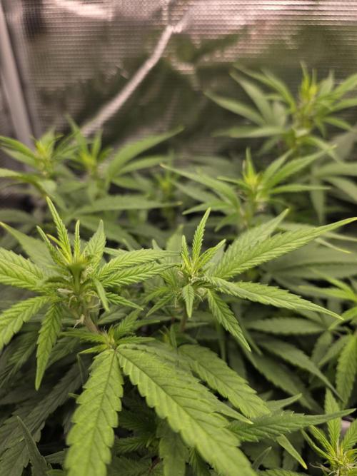 Royal domina & Purple queen. First grow. Week 10