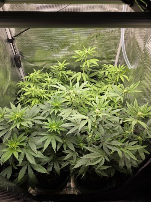 Royal domina & Purple queen. First grow. Week 11