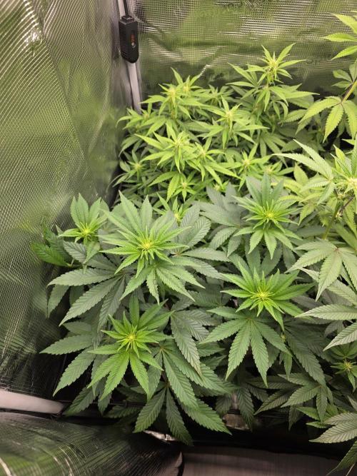 Royal domina & Purple queen. First grow. Week 11