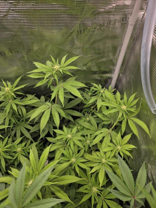 Royal domina & Purple queen. First grow. Week 11