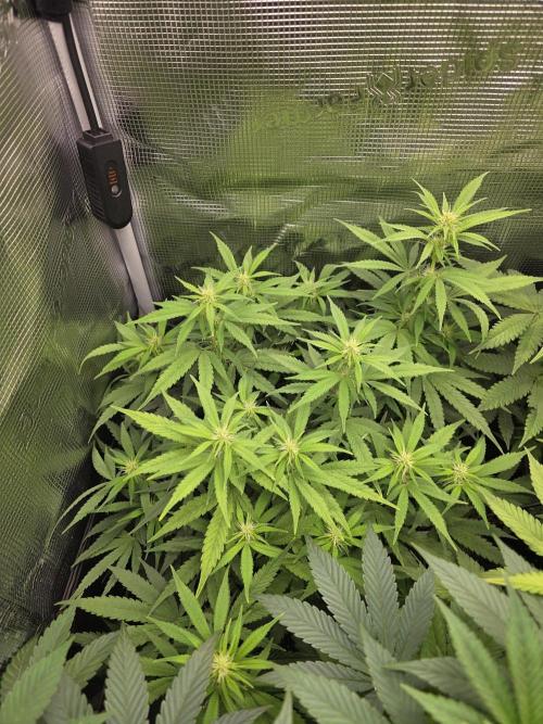 Royal domina & Purple queen. First grow. Week 11