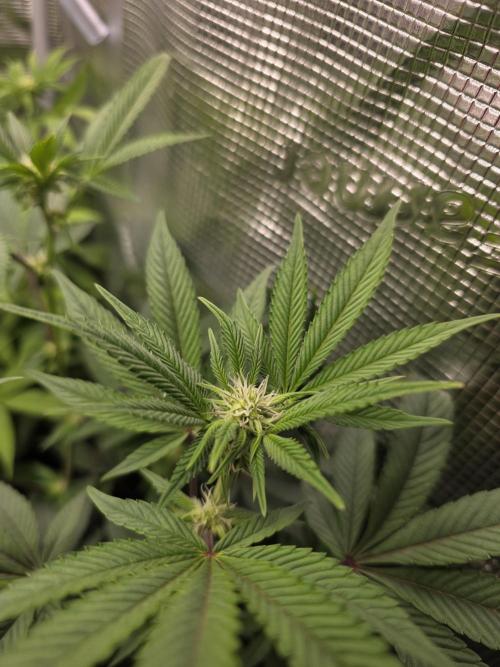 Royal domina & Purple queen. First grow. Week 11