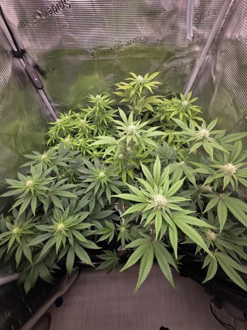 Royal domina & Purple queen. First grow. Week 12