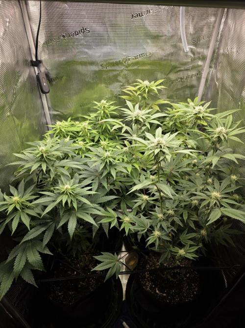 Royal domina & Purple queen. First grow. Week 12