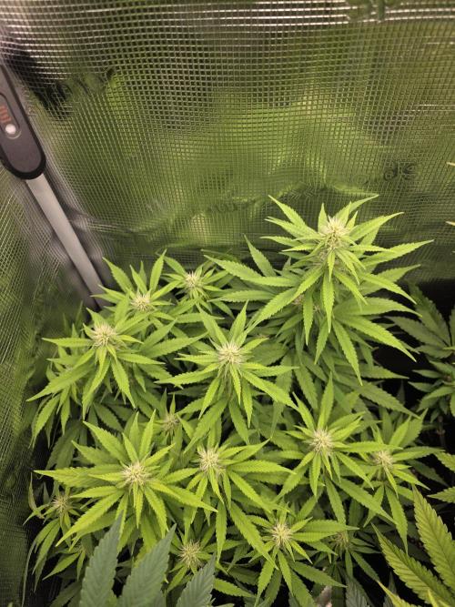 Royal domina & Purple queen. First grow. Week 12
