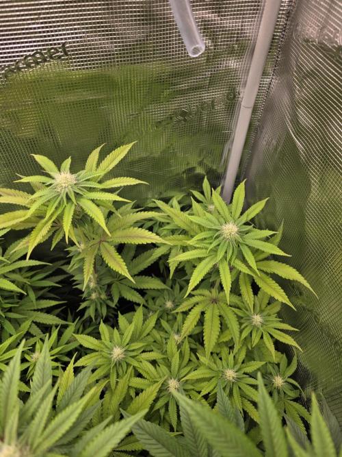 Royal domina & Purple queen. First grow. Week 12