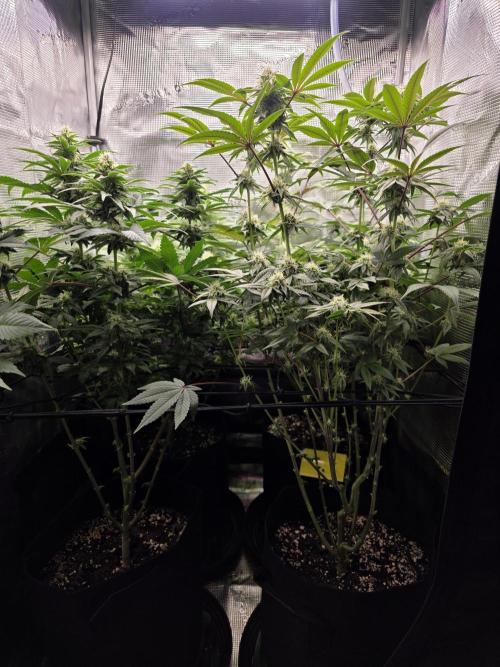 Royal domina & Purple queen. First grow. Week 13