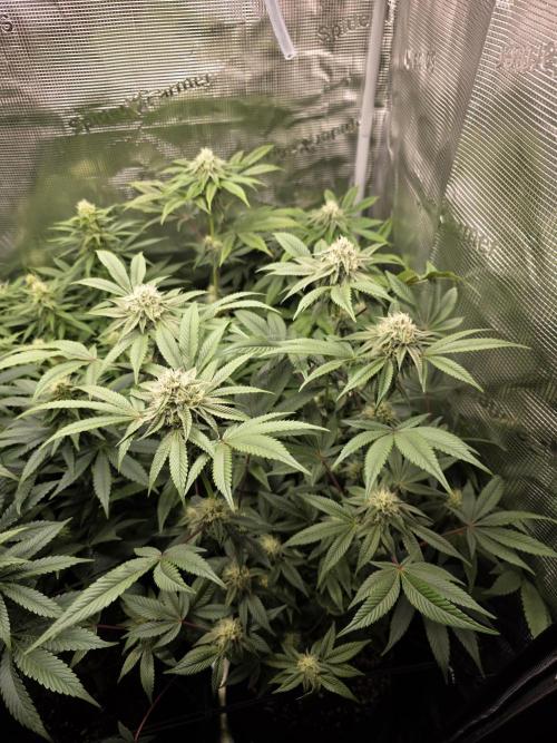 Royal domina & Purple queen. First grow. Week 13