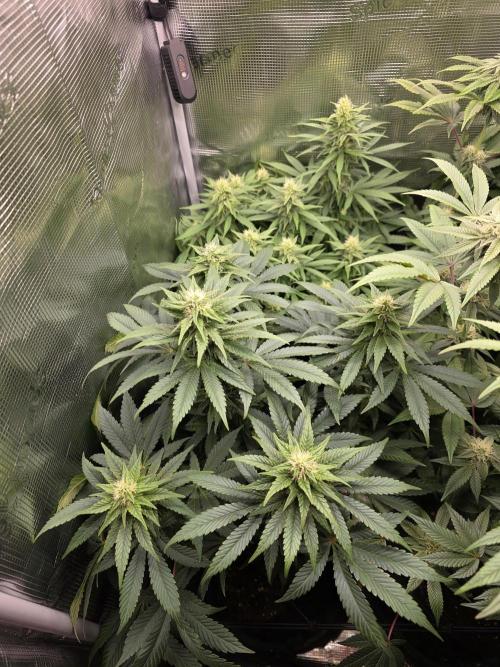 Royal domina & Purple queen. First grow. Week 13