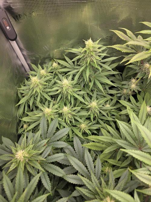 Royal domina & Purple queen. First grow. Week 13