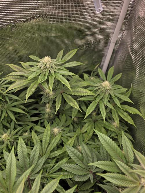 Royal domina & Purple queen. First grow. Week 13