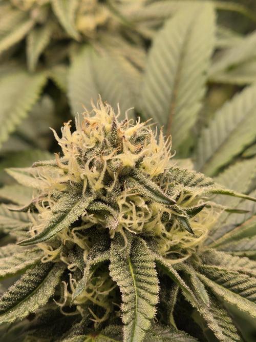 Royal domina & Purple queen. First grow. Week 13