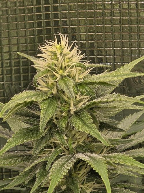 Royal domina & Purple queen. First grow. Week 13