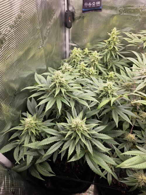Royal domina & Purple queen. First grow. Week 14