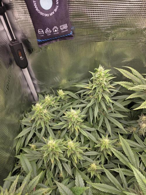 Royal domina & Purple queen. First grow. Week 14