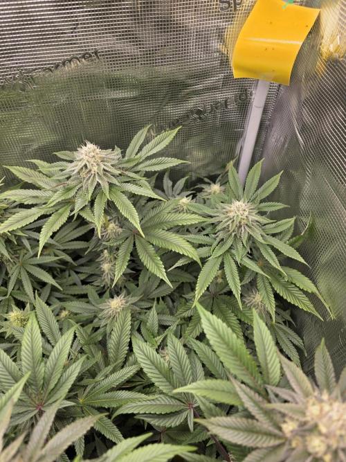 Royal domina & Purple queen. First grow. Week 14