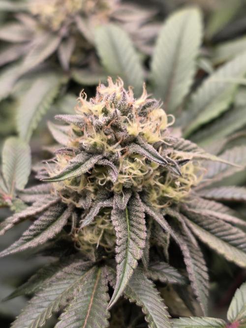 Royal domina & Purple queen. First grow. Week 14