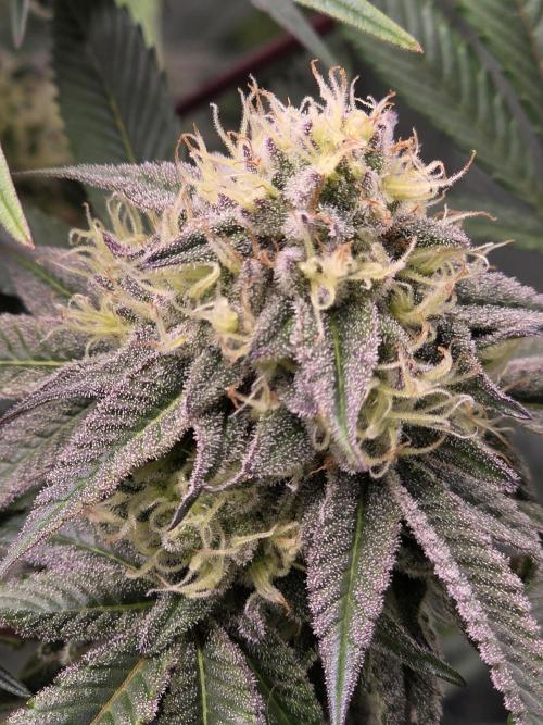 Royal domina & Purple queen. First grow. Week 14
