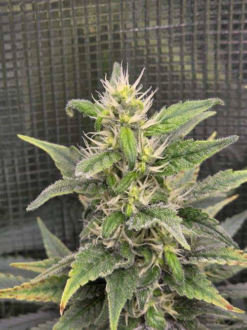 Royal domina & Purple queen. First grow. Week 14