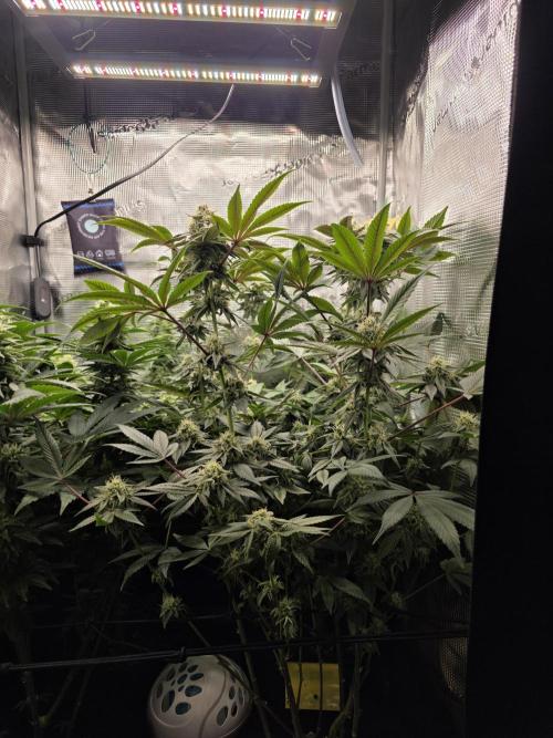 Royal domina & Purple queen. First grow. Week 14