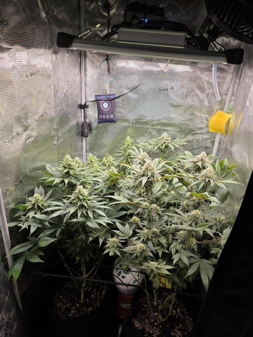 Royal domina & Purple queen. First grow. Week 14