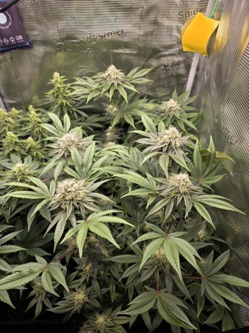 Royal domina & Purple queen. First grow. Week 14