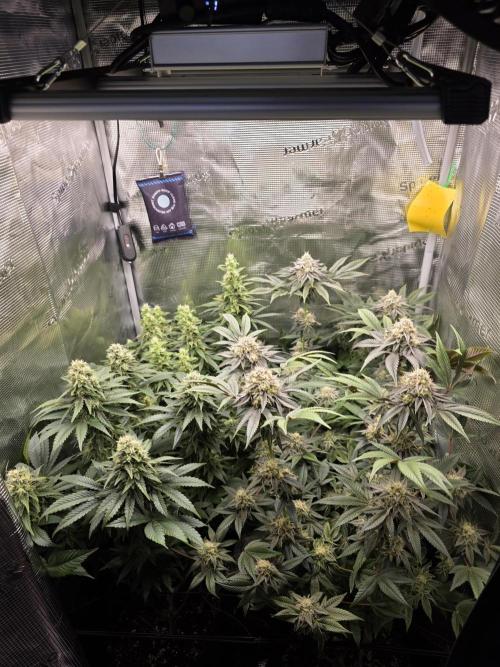 Royal domina & Purple queen. First grow. Week 15