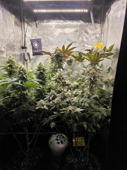 Royal domina & Purple queen. First grow. Week 15