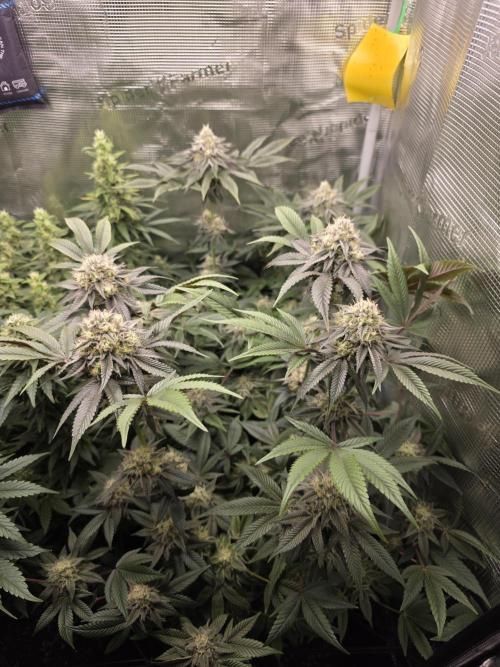 Royal domina & Purple queen. First grow. Week 15