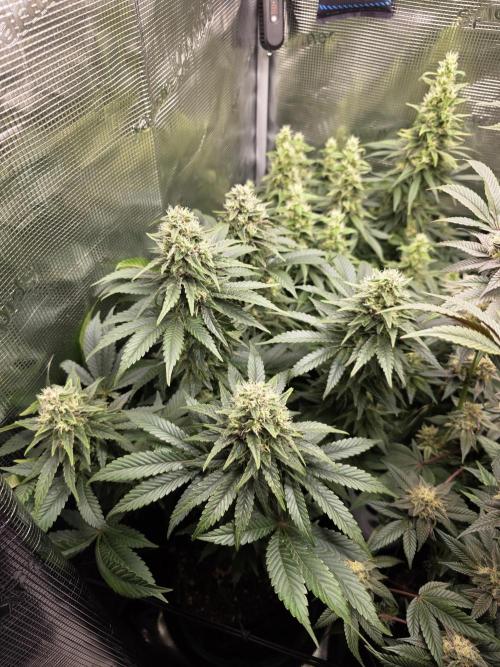 Royal domina & Purple queen. First grow. Week 15