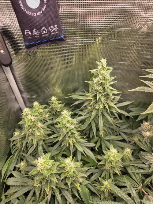Royal domina & Purple queen. First grow. Week 15