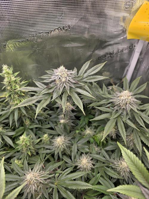 Royal domina & Purple queen. First grow. Week 15