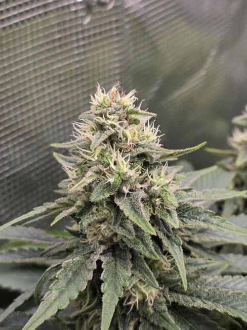 Royal domina & Purple queen. First grow. Week 15