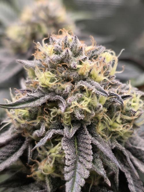 Royal domina & Purple queen. First grow. Week 15