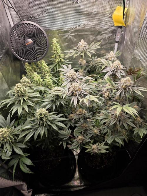 Royal domina & Purple queen. First grow. Week 16