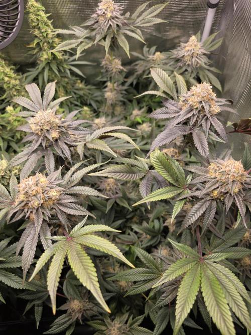 Royal domina & Purple queen. First grow. Week 16