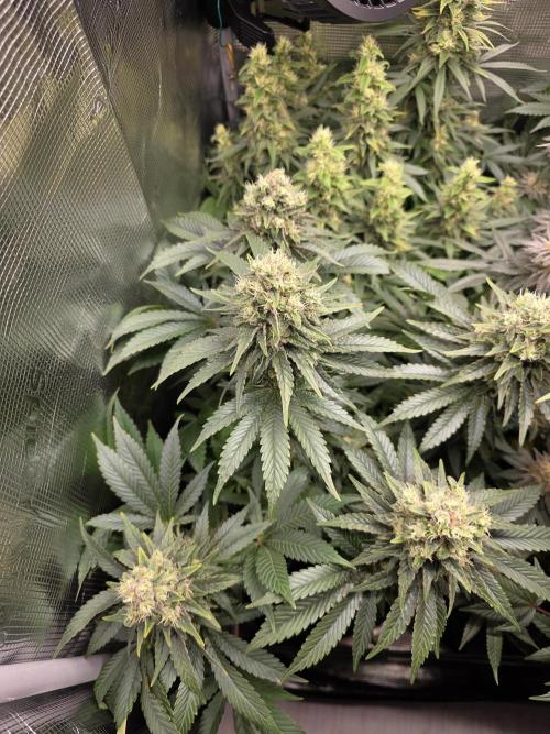 Royal domina & Purple queen. First grow. Week 16