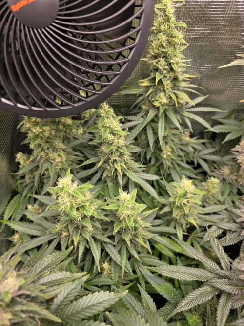 Royal domina & Purple queen. First grow. Week 16