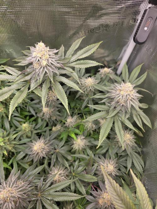 Royal domina & Purple queen. First grow. Week 16